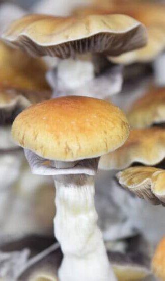 Споровый отпечаток F+