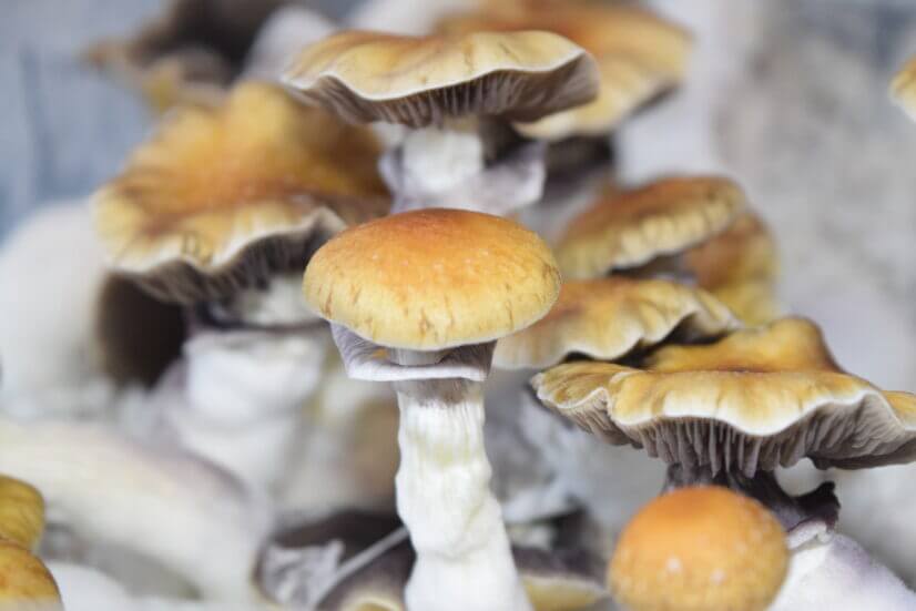 Споровый отпечаток F+