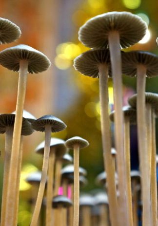 Споровый отпечаток Alabama