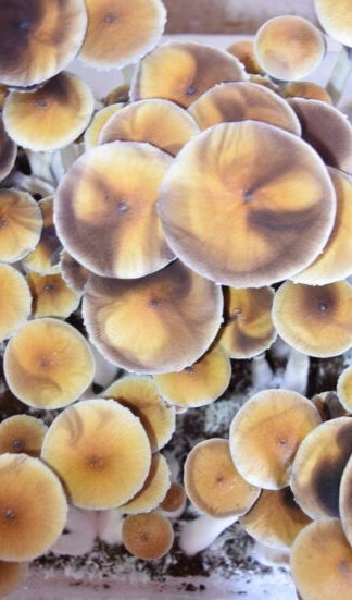 Споровый отпечаток Amazon