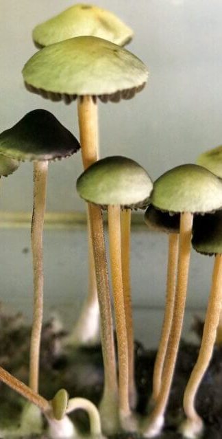 Споровый отпечаток Aussi x Bali