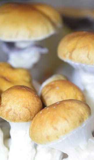 Споровый отпечаток B+