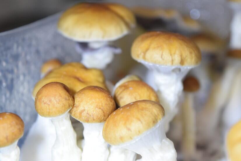 Споровая взвесь Psilocybe cubensis B+ — изображение 2