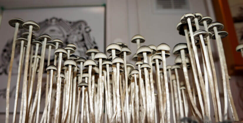 Споровый отпечаток Coast Africa