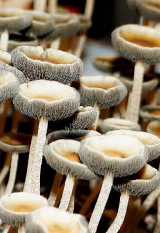 Споровый отпечаток Goliath