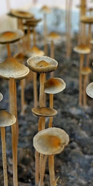 Споровый отпечаток Hawaiian