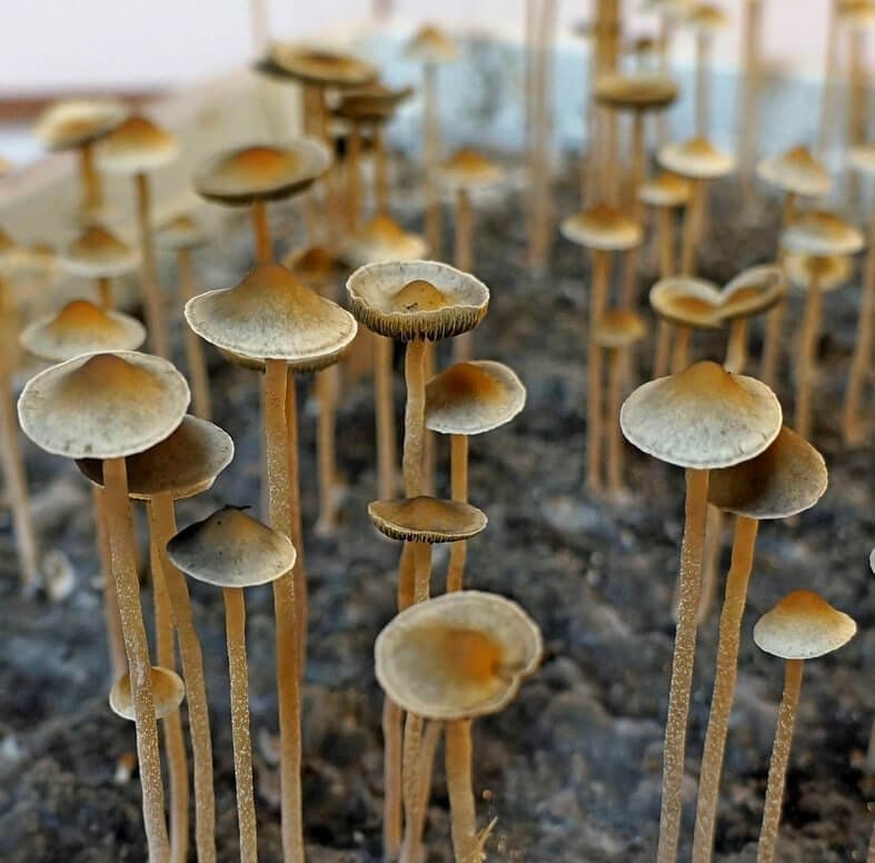 Споровый отпечаток Hawaiian