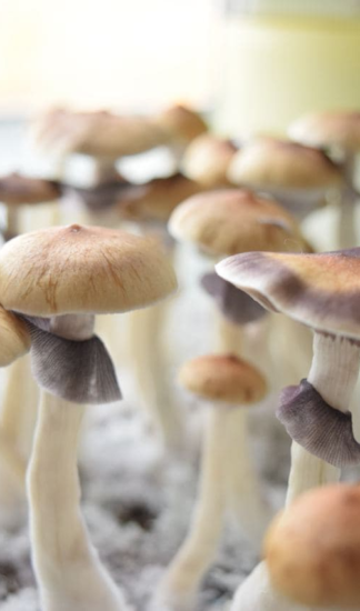 Споровый отпечаток Ecuador