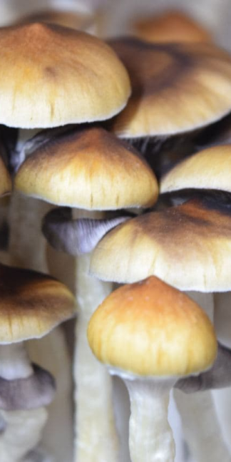 Споровый отпечаток Z-strain