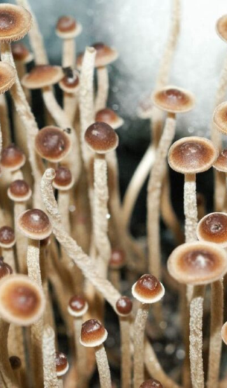 Споровый отпечаток Tampanensi