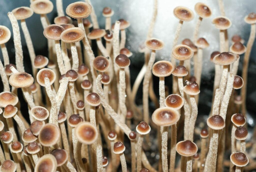 Споровый отпечаток Tampanensi