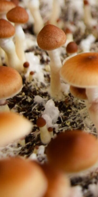 Споровый отпечаток Red spore