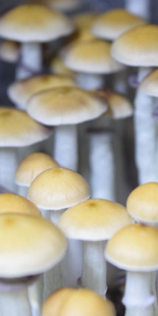 Споровый отпечаток Pink Buffalo