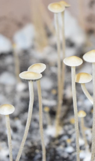 Споровый отпечаток Jamaica