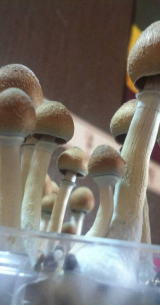 Споровый отпечаток Hawaii