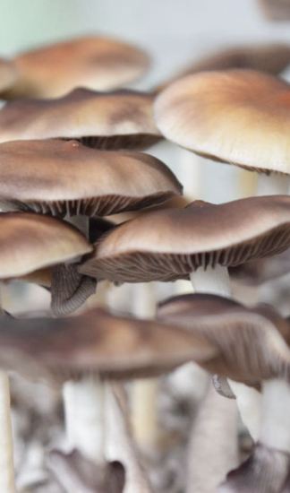 Споровый отпечаток Burma