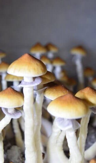 Споровый отпечаток Cambodian