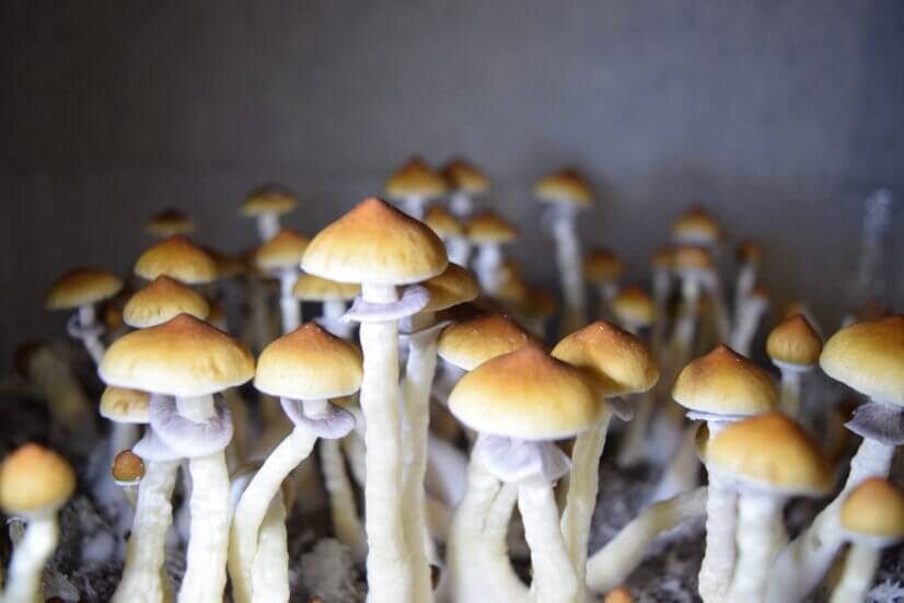 Споровая взвесь Psilocybe cubensis Cambodian — изображение 2