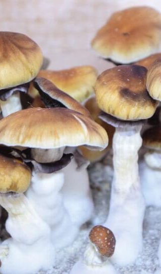 Споровый отпечаток Koh samui