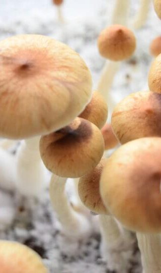 Споровый отпечаток Lizard king