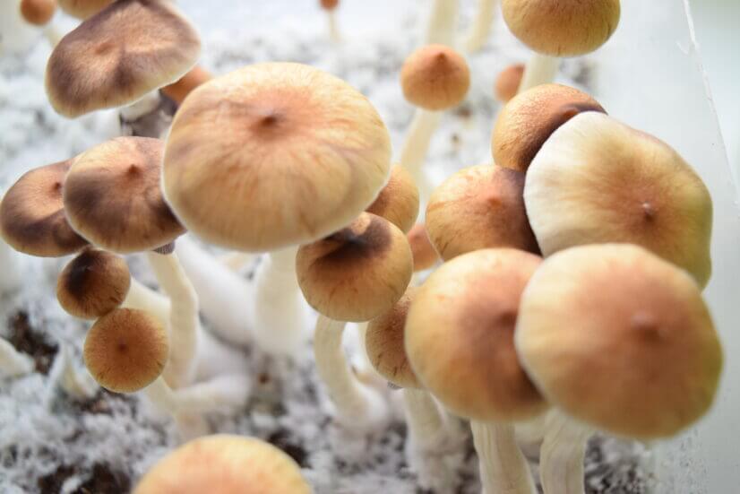 Споровый отпечаток Lizard king