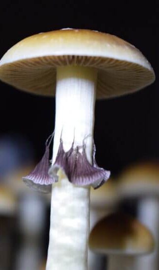 Споровый отпечаток Mckennaii