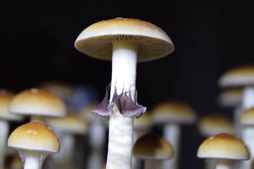 Споровый отпечаток Mckennaii