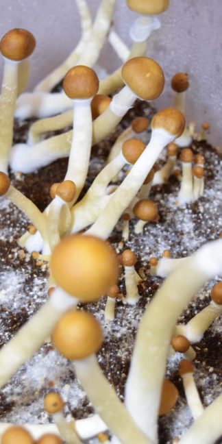 Споровый отпечаток Mexicana