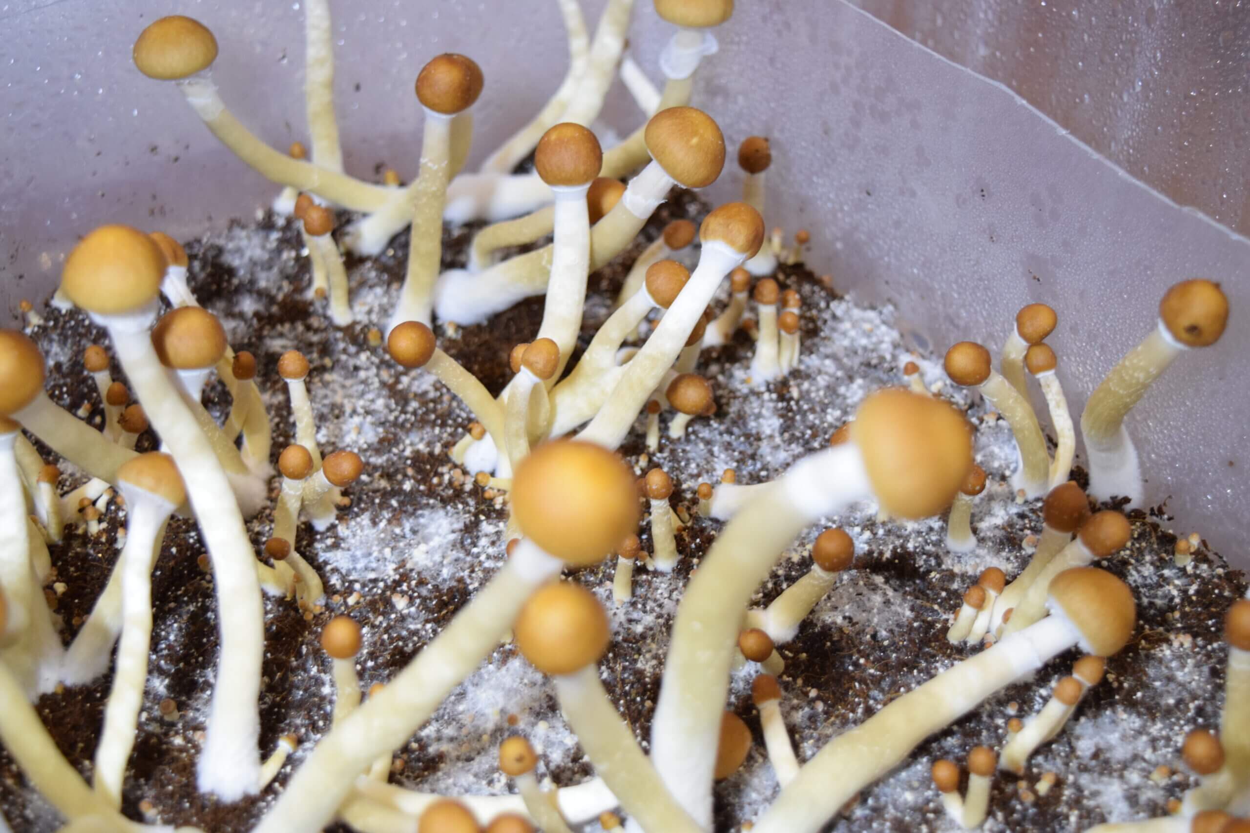 Споровый отпечаток Mexicana