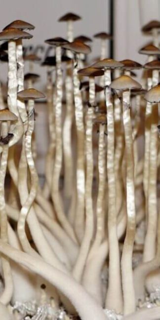 Споровый отпечаток Natalensis