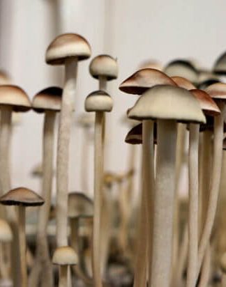 Споровый отпечаток Nec D