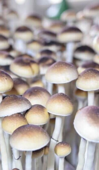 Споровый отпечаток  Orissa