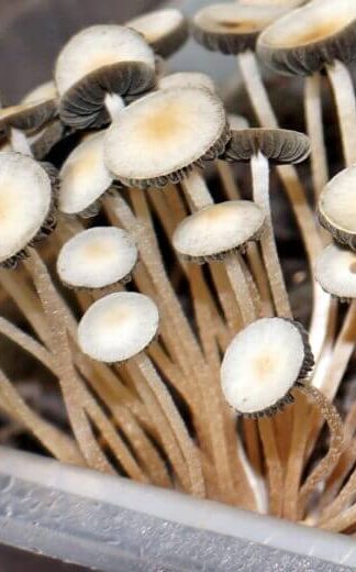 Споровый отпечаток BVI