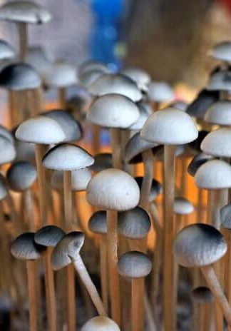 Споровый отпечаток Jambo