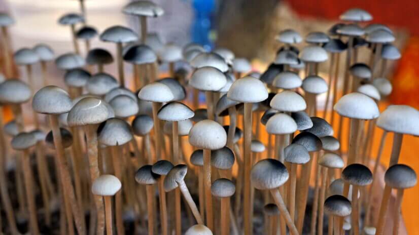 Споровый отпечаток Jambo