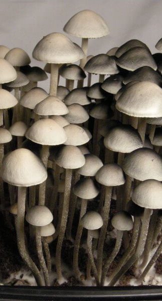 Споровый отпечаток Сambodginiensis