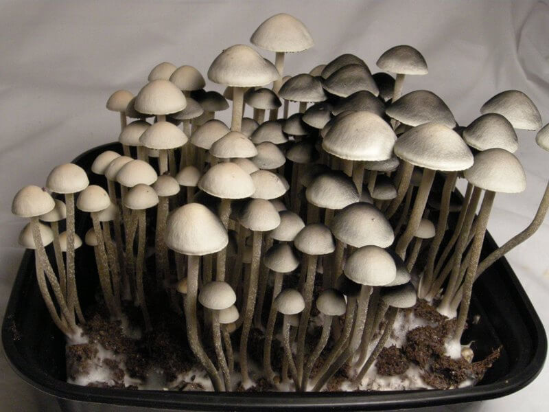 Споровая взвесь Panaeolus Cambodginiensis — изображение 2