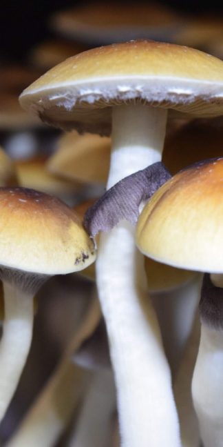 Споровый отпечаток P.E.6.T.