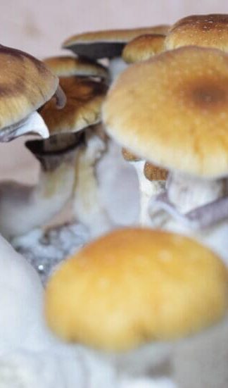 Споровый отпечаток Plantasia Mystery