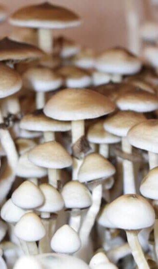 Споровый отпечаток Rusty White