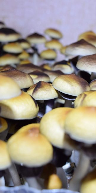 Споровый отпечаток Tapalpa