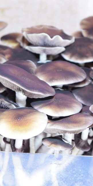 Споровый отпечаток Tasmanian