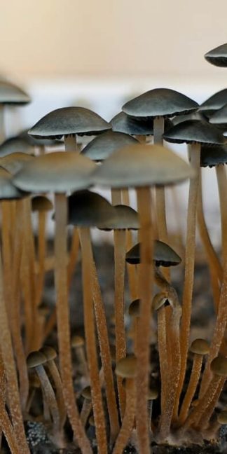 Споровый отпечаток Tropicalis