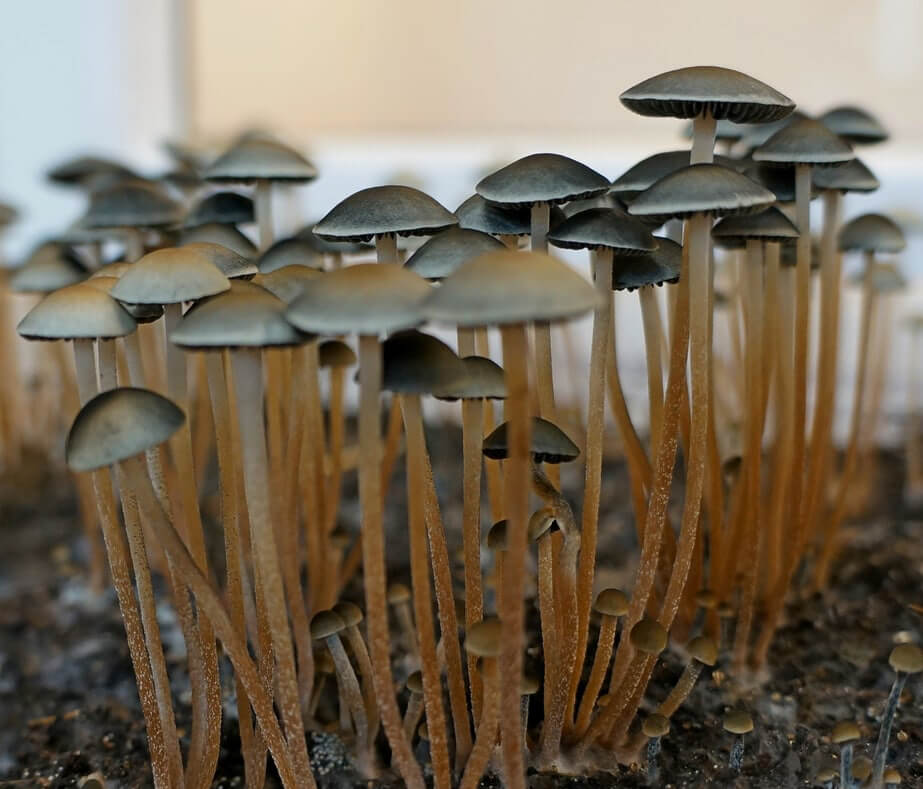 Споровый отпечаток Tropicalis