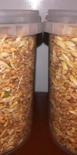 Субстрат стерилизованный (Пшеница)