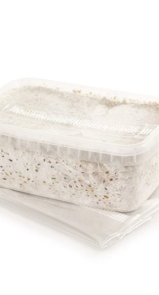 Гроубокс для выращивания волшебных грибов Psilocybe Cubensis Golden Teacher