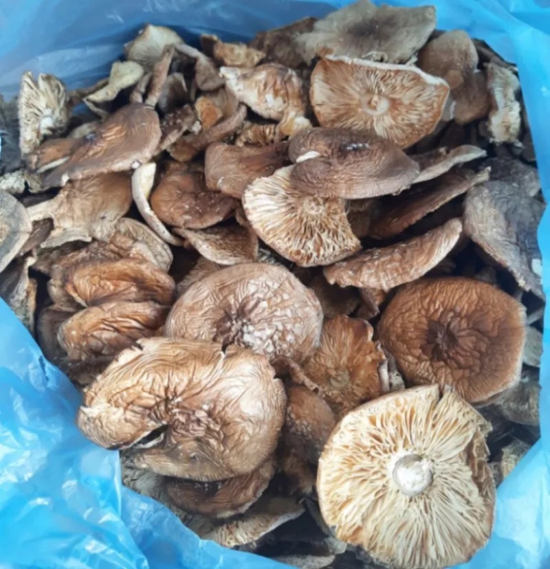 Высушенные шляпки мухомора пантерного